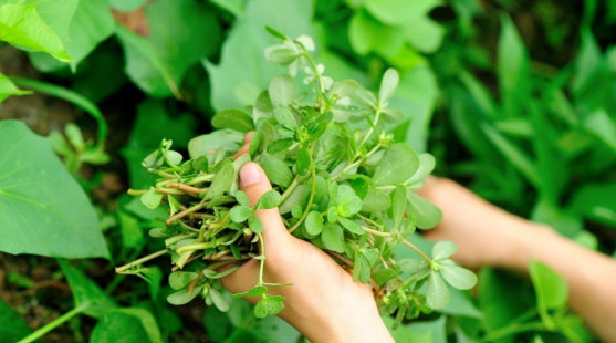 Portulaka - zázračná rastlina pre zdravie a krásu. Ako ju správne pestovať?