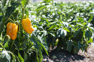 Pestovanie papriky zo semien a priesad: Kedy začať a ktoré druhy paprík sú na pestovanie najlepšie?