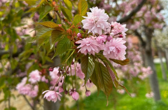 Kvitnúce stromy - nechajte sa očariť týmito menej známymi druhmi!