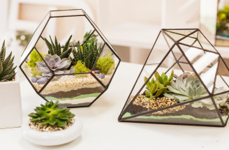 Aerárium s izbovými rastlinami – ako si vyrobiť mini záhradku v skle?