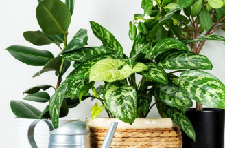Samozavlažovanie rastlín v interiéri: Poznátie tieto triky?