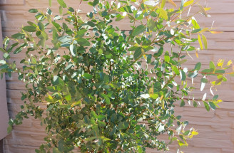 Eukalyptus Gunnov: Výnimočný a stálozelený, ako ho pestovať?