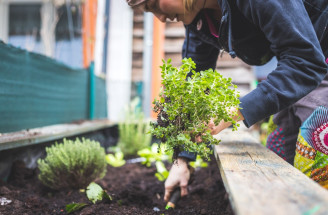Rozhodli ste sa pre sadenie byliniek? Ktoré vysadiť do záhrady či na balkón?