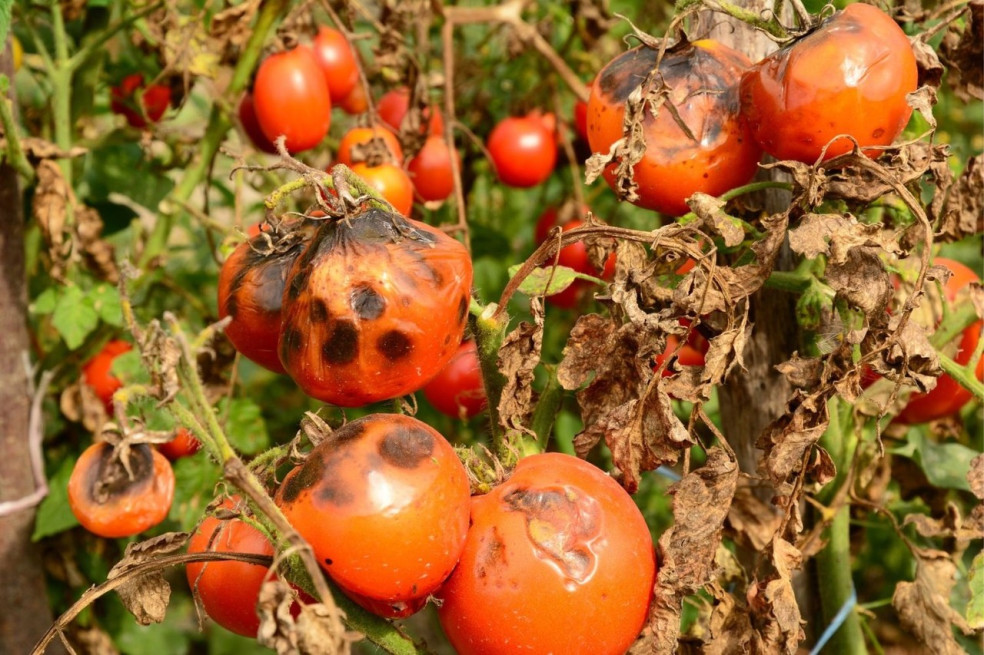 hnijúce paradajky na kríkoch