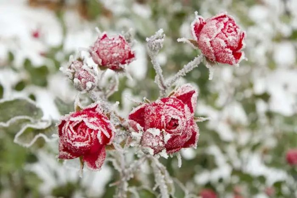 zimovanie ruží