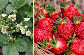 Kedy a ako hnojiť jahody? TOP tipy, ako dosiahnuť bohatú úrodu!