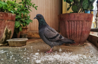 Trápia vás holuby na balkóne alebo streche? Tu sú užitočné tipy, ako sa ich zbaviť!